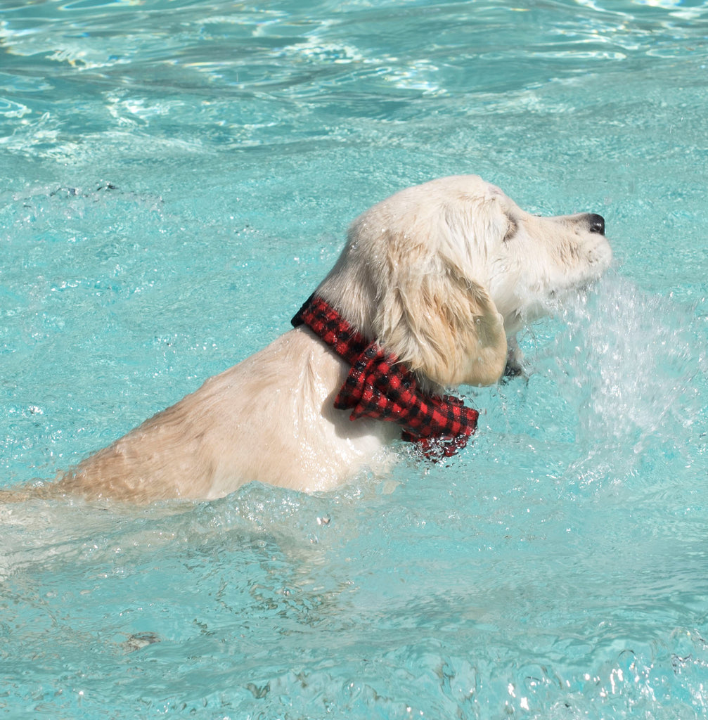 Keeping Your Dog Cool!