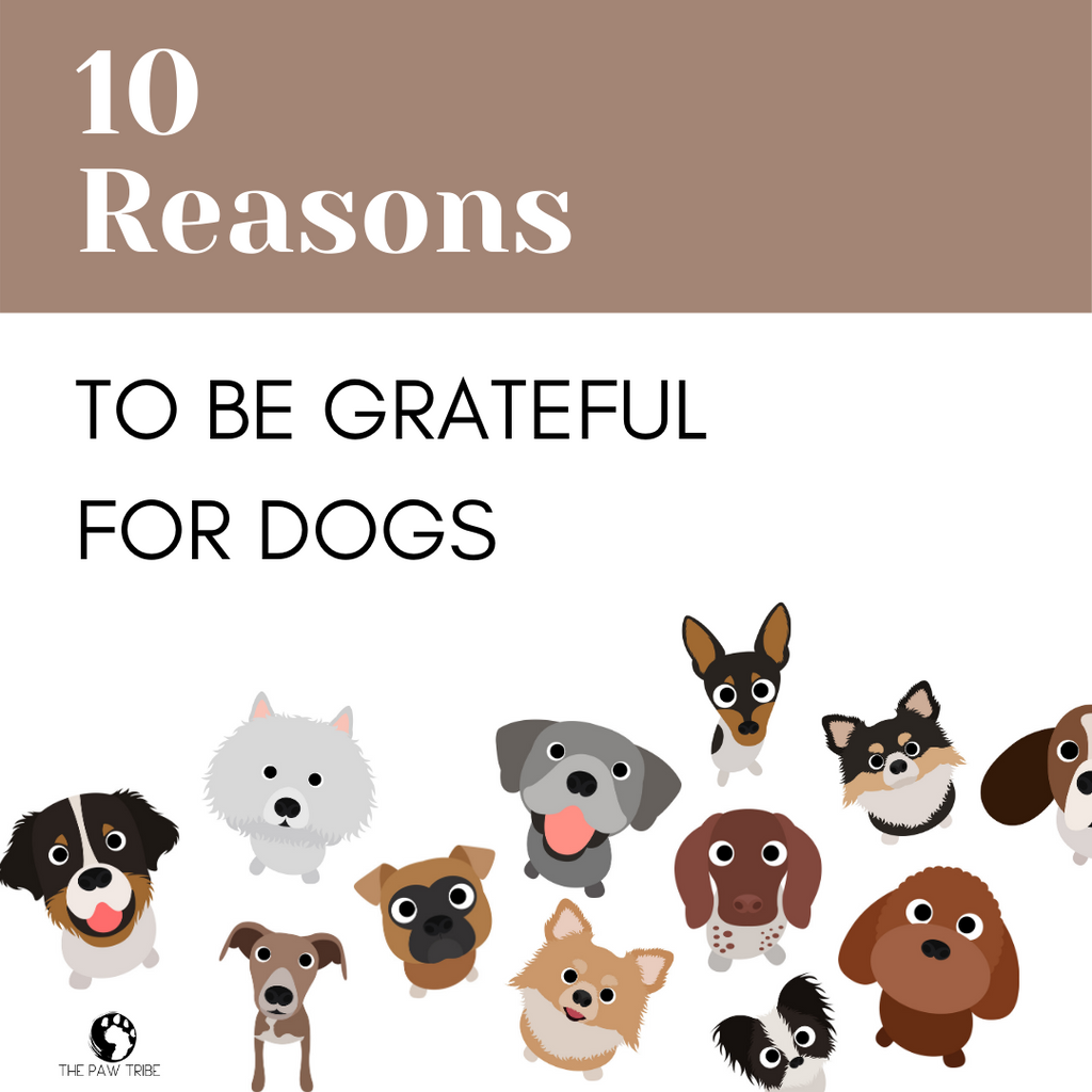 10 Reasons Why We're Thankful for Dogs!