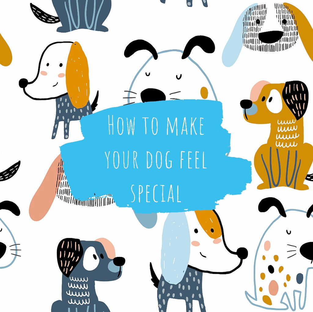 7 Ways to Make Your Dog Feel Special  | Pet Appreciation Week