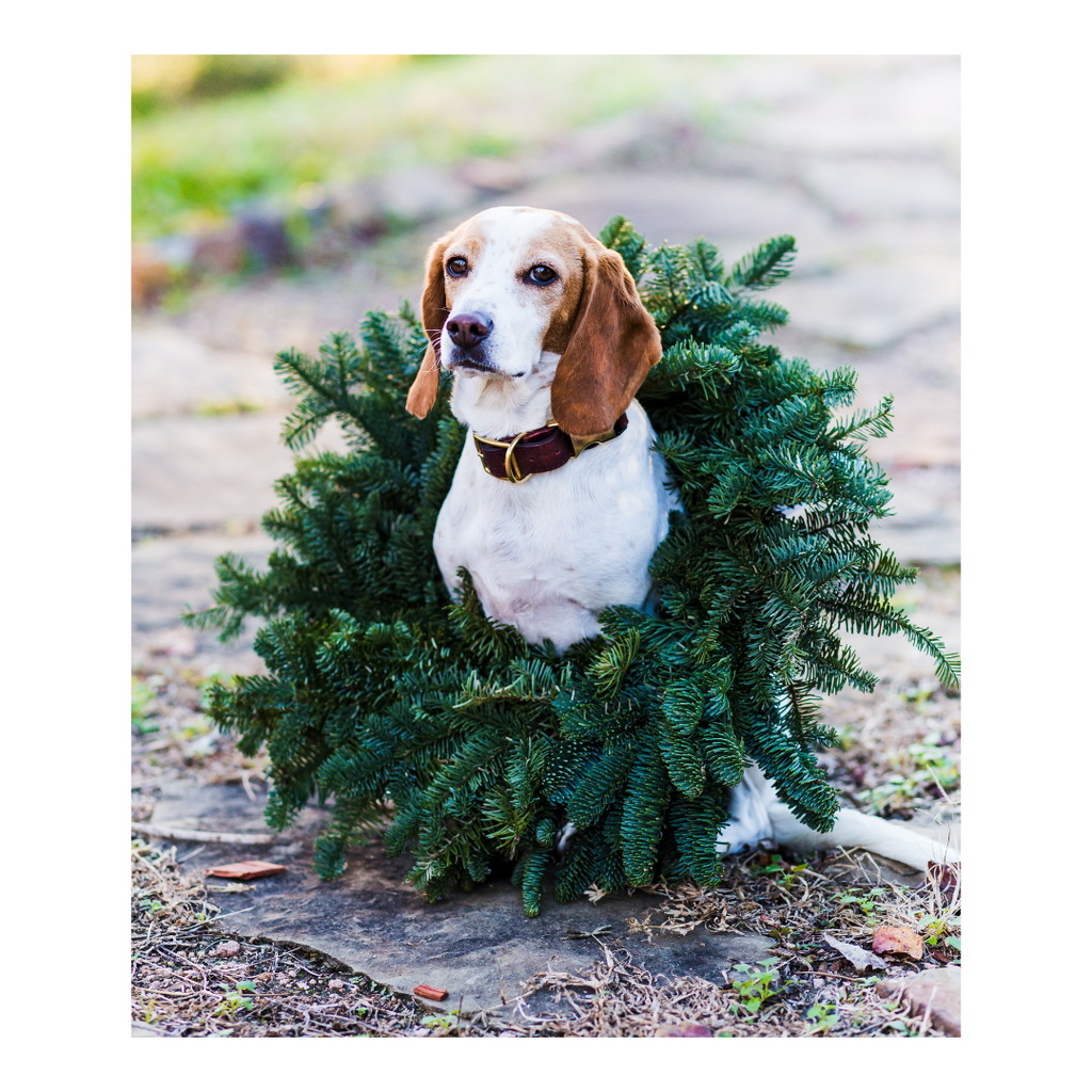 Dog Safety During the Holidays