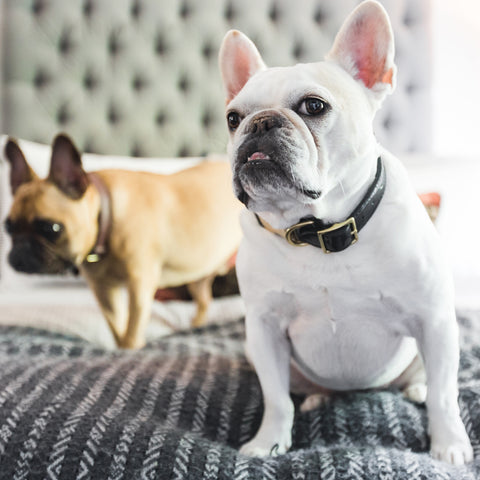 STYLE-RELEASE™ LEATHER DOG COLLARS
