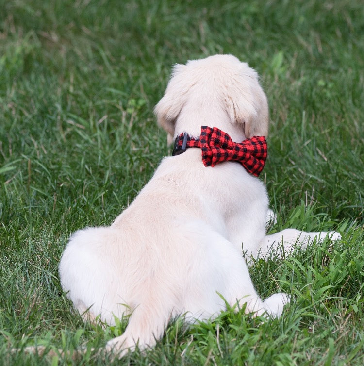 OLD FASHIONED DOG BOW TIE